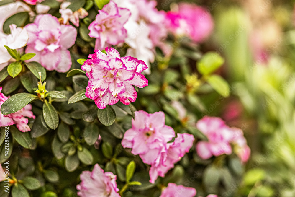 Background from pink rhododendron flowers. Spring bloom Background from pink rhododendron flowers. Spring bloom