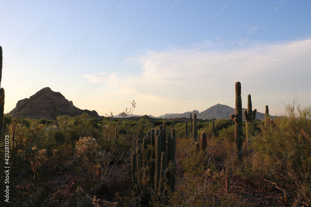 Arizona USA Colorado, cactus valley among the mountains