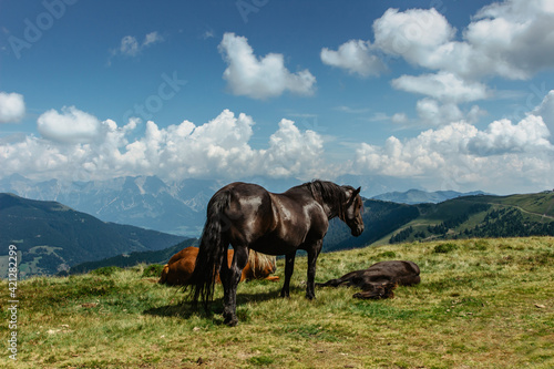 Horse on a pasture with a great view of the mountains. Brown stallion roaming free in summer Alpine meadow. Herd of horses in green rural countryside. Mammal farm animals.Beautiful mountain panorama.