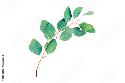 Eucalyptus branch isolated on white background. Eucalyptus leaves, flat lay, top view with copyspace for text. Minimal botanical design