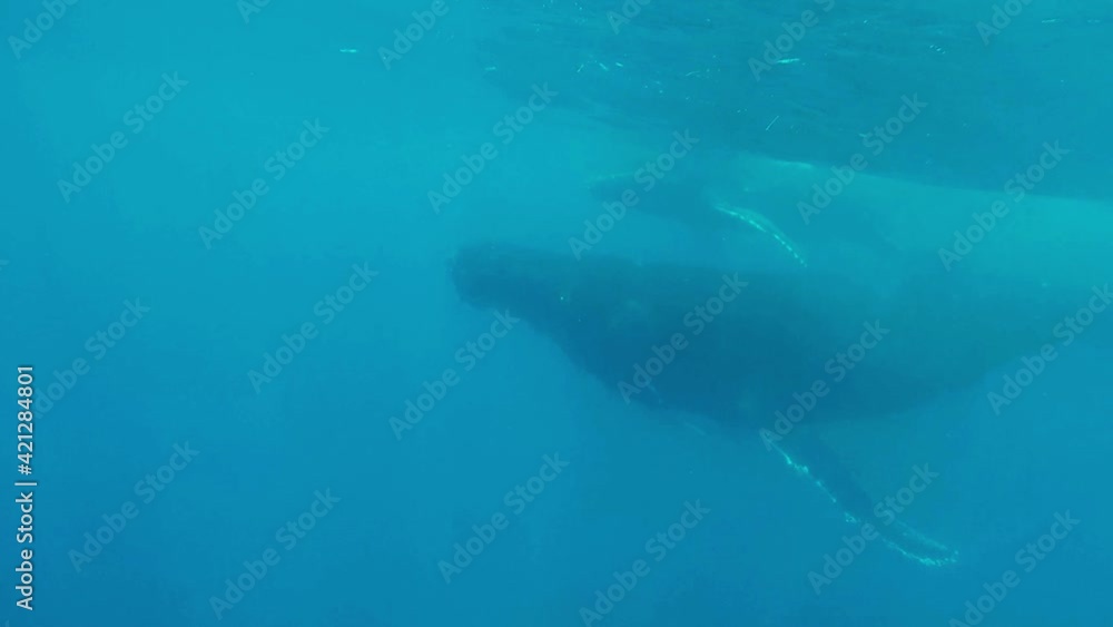 Close up of Whales, underwater shot Close up of Whales, underwater shot