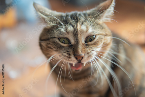 Funny, yawning cat. Stripped, tabby cat. 