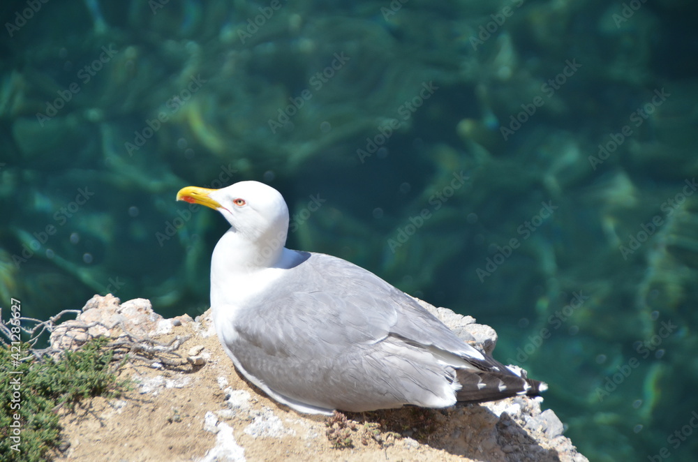 Fototapeta premium Gaviota descansando cerca del mar
