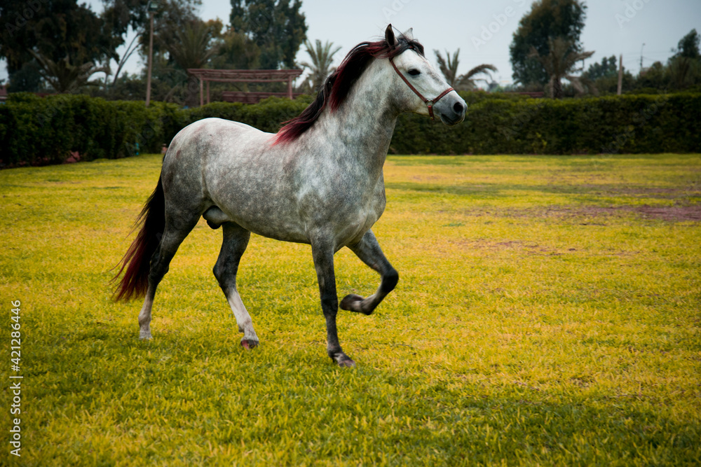 Obraz premium Caballo de paso peruano.