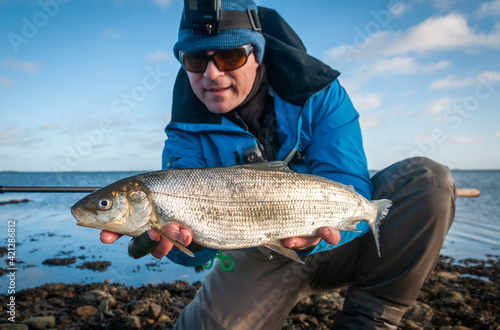 Fototapeta Naklejka Na Ścianę i Meble -  White fish fishing on Swedish coast