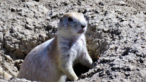 Wallpaper Mural Prairie Dogs of the Badlands, South Dakota Torontodigital.ca