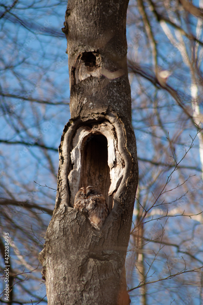 owl in the tree