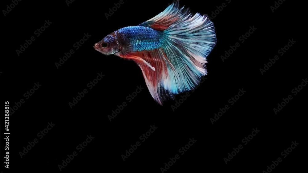 Siamese fighting fish (Betta splendens) Siamese fighting fish (Betta splendens)
