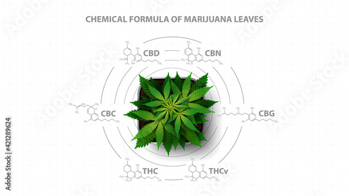 White poster with chemical formulas of natural cannabinoids with infographic of chemical formulas of cannabinoids and green bush hemp, top view