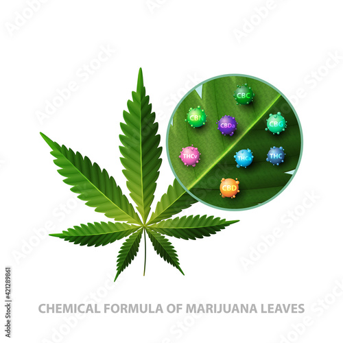 Green leaf of cannabis with 3D molecules of chemical formulas of cannabis isolated on white background