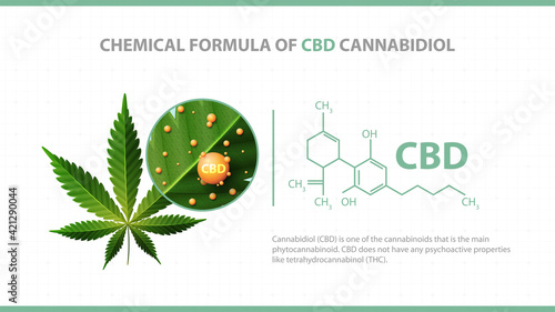 White poster with chemical formula of CBD cannabidiol and green leaf of cannabis with 3D molecules of chemical formulas of CBD cannabidiol