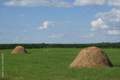 Haystacks on a green meadow under a blue sky. Picturesque pastoral landscape. Farmland on a clear summer day. White cumulus clouds in the blue sky.