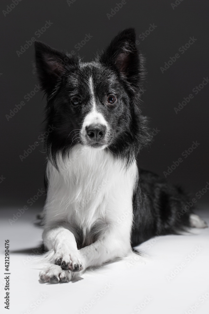 Portrait of a funny and obedient dog. She lies with her paw on her paw. Border Collie breed.