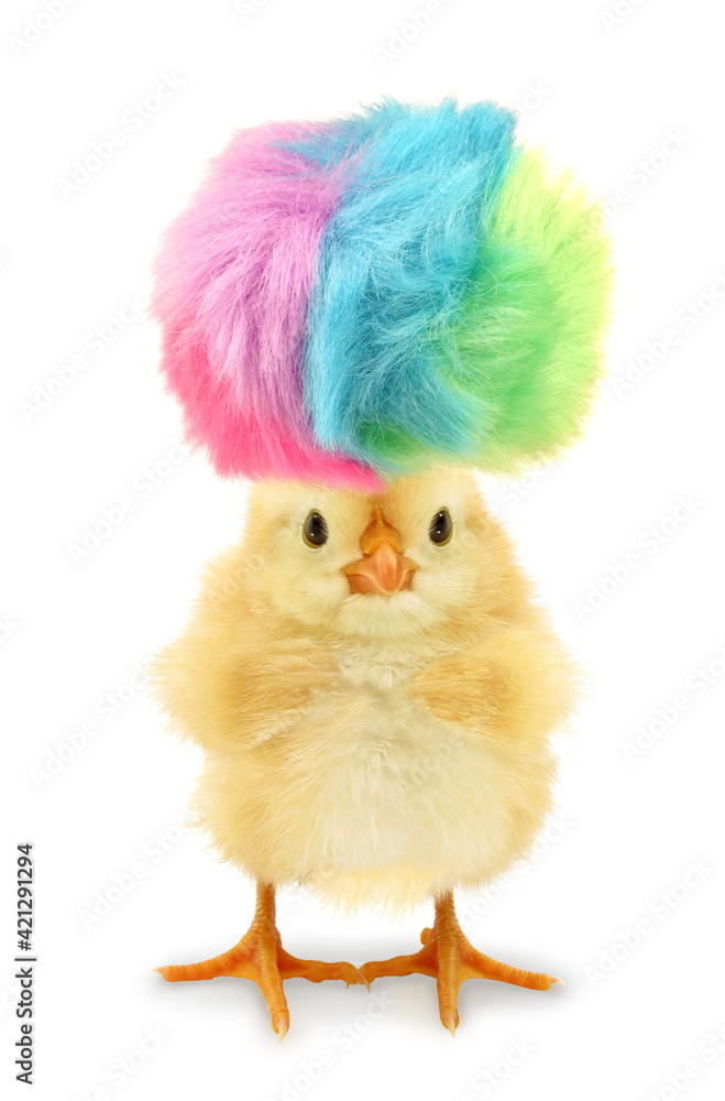 Crazy yellow chick with ridiculous hair isolated on white background - obrazy, fototapety, plakaty 