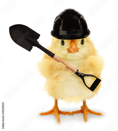Foto Cute cool chick manual worker digger with helmet and spade funny conceptual imag