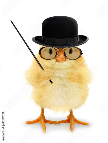 Cute cool chick teacher professor lecturer with pointing stick funny conceptual image
