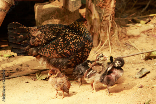 Mother hen with her baby chicks