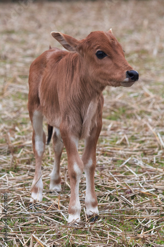 Cute baby cow standing