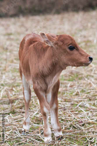 Cute baby cow standing