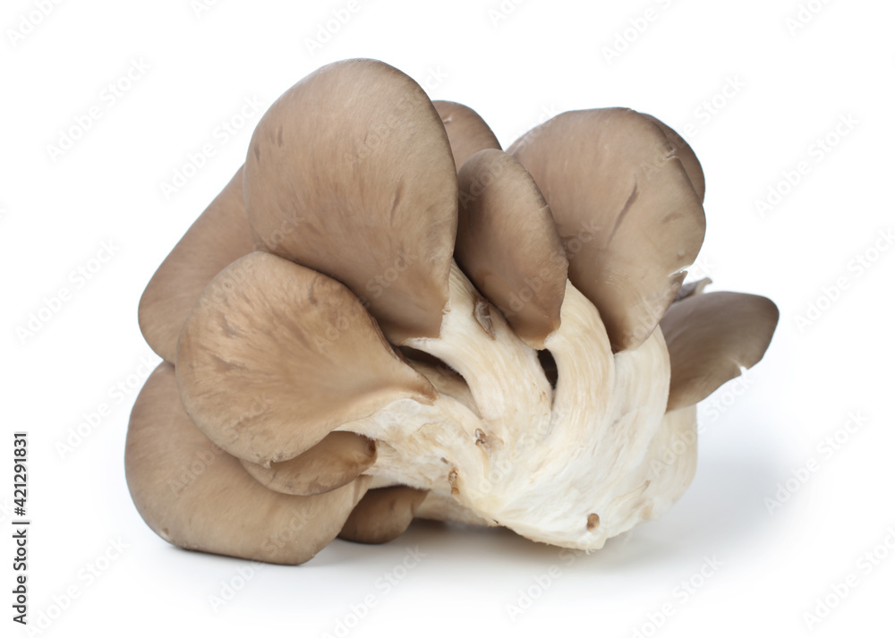 oyster mushroom on white background oyster mushroom on white background