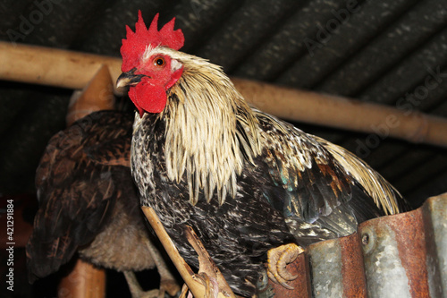 Rooster sleeping