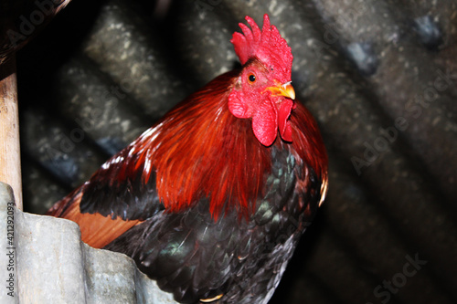 Rooster standing in nearest nest