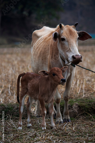 Baby cow standing with mother