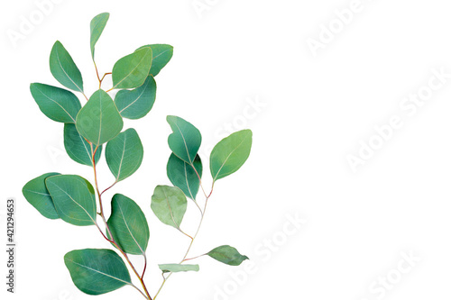 Eucalyptus branch isolated on white background. Eucalyptus leaves, flat lay, top view with copyspace for text. Minimal botanical design
