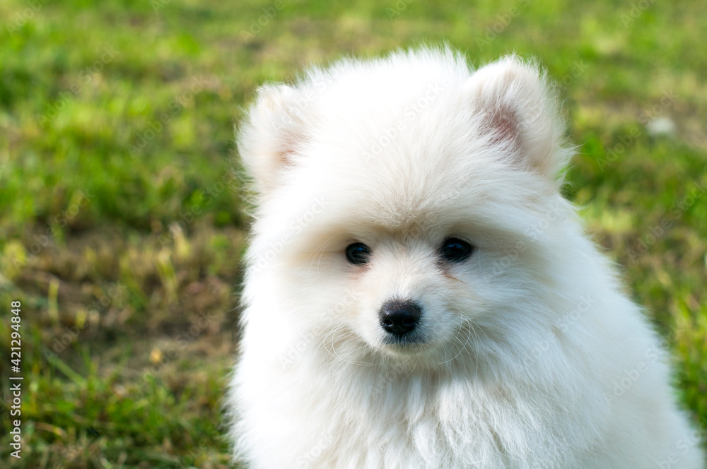 Pomsky puppy, refined with a good temperament outdoors on a sunny day Pomsky puppy, refined with a good temperament outdoors on a sunny day