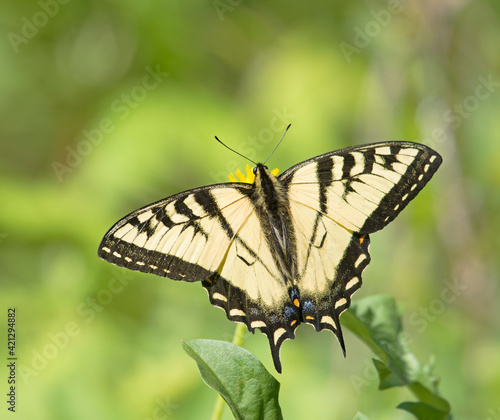 Swallowtail Butterfly © Nina