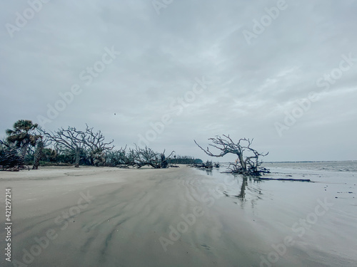 Driftwood beach, Jekyll Island 