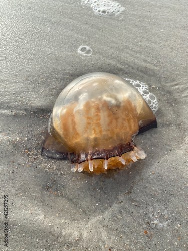 A jellyfish on the beach 