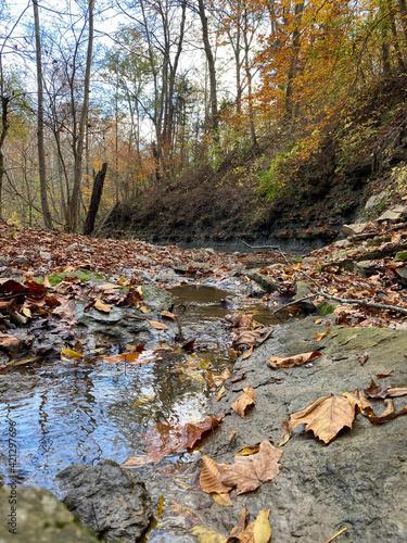 A stream flowing through the forest in the fall or autumn.