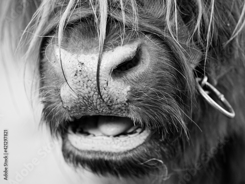 Black and white photo of Highland cattle's nose (known as Hairy coo or Bò Ghàidhealach in Scottish Gaelic. Also known as Heilan coo), a furry Scottish cattle breed. photo