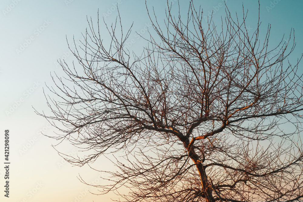 Obraz premium Branches without leaves of a graceful tree against the background of a blue sunset sky.