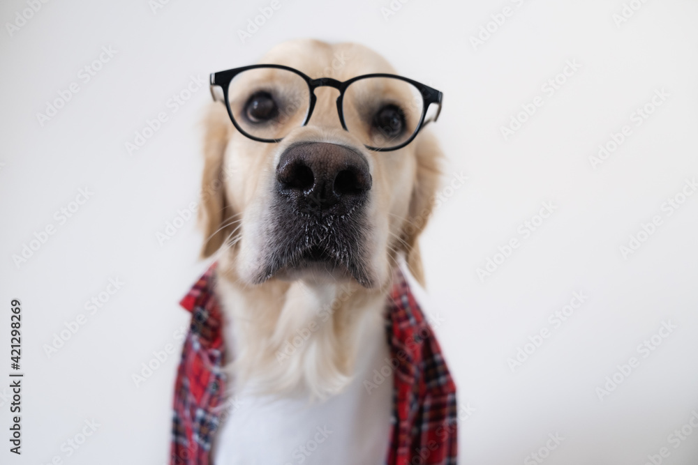 The dog in glasses and a red shirt sits on a white background. Golden Retriever dressed as a programmer or teacher.