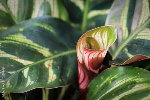 Macro of a new curled leaf sprouting in a calathea photo