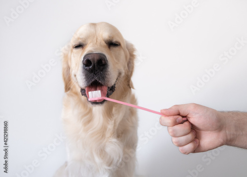 Brushing a dog's teeth. Male hand holds animal toothbrush. Pet hygiene concept