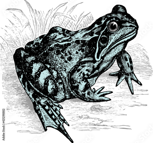 Grenouille - Frog - Rana temporaria