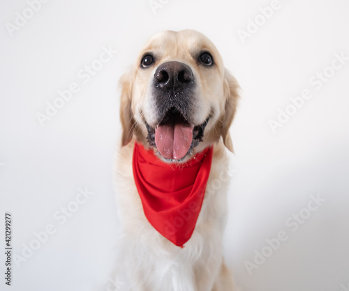 A cute dog in a red shawl sits on a white background. The golden retriever is smiling and looking at the camera.