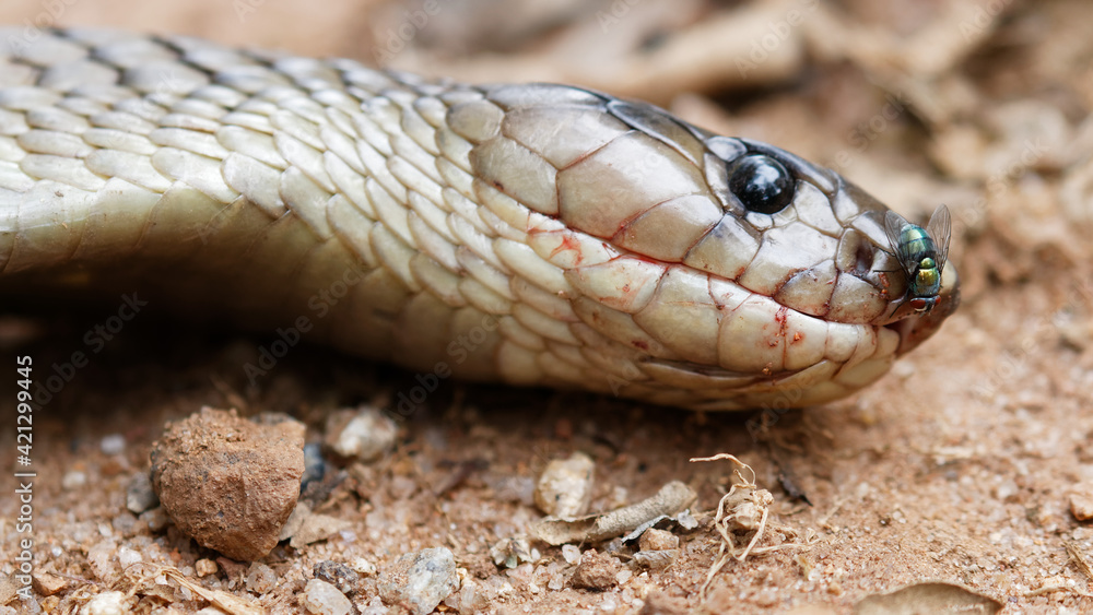 Fototapeta premium dead cobra close up, killed by dog