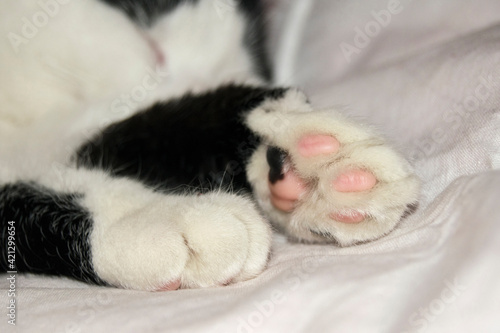 The black-white cat is cat is sleeping. Paws close-up. Fluffy short wool.