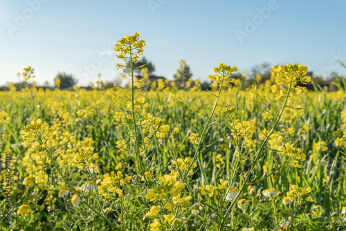 Field of yellow wild flowers called Wild Mustards (Sinapis arvensis)