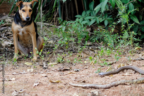dog vs snake, dog killed cobra