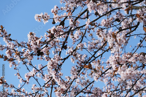 La fioritura di un prugno in una giornata di fine inverno.