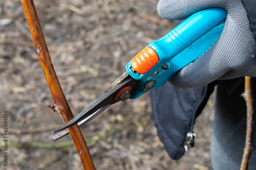 Pruning an fruit tree - Cutting Branches at spring.Selective focus
