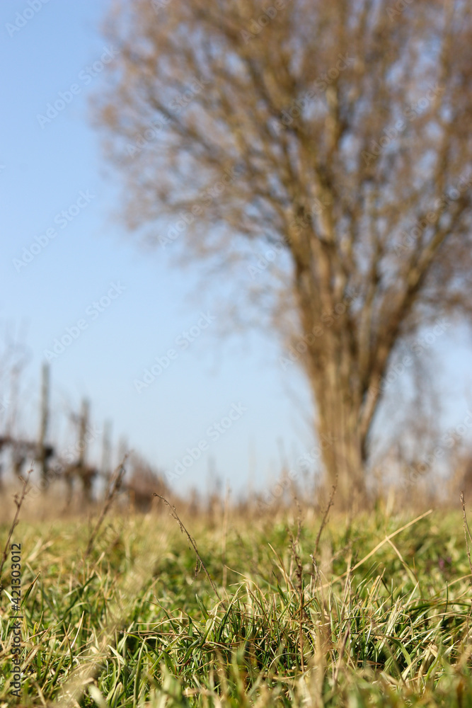 Baum in den Weinbergen