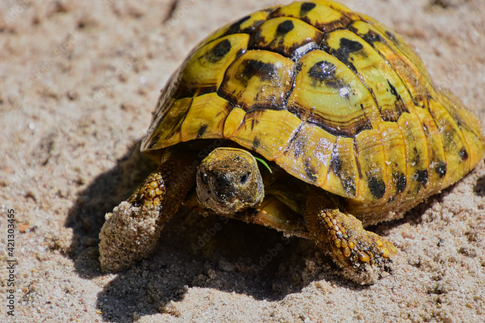 Frontaler close up einer Schildkröte in heisser Mittagssonne auf sandigem Boden Frontaler close up einer Schildkröte in heisser Mittagssonne auf sandigem Boden