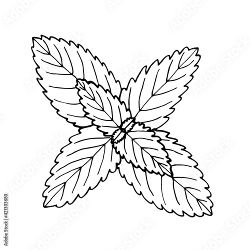 Peppermint in a vector style isolated. Black and white sketch. Mint Illustration