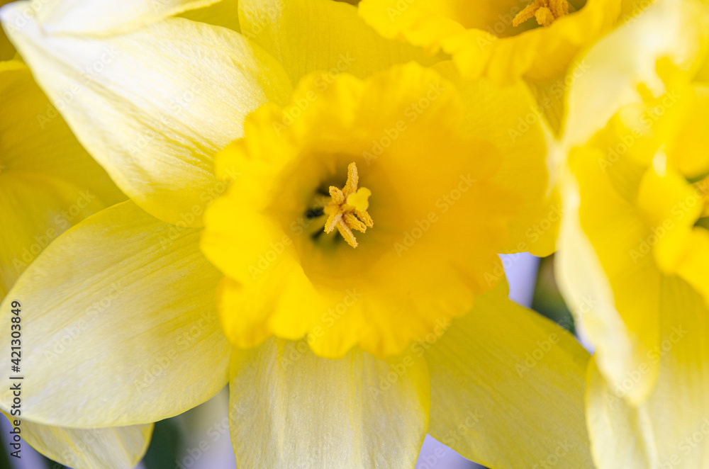 Close up view of vibrant yellow daffodil flowers. Close up view of vibrant yellow daffodil flowers.